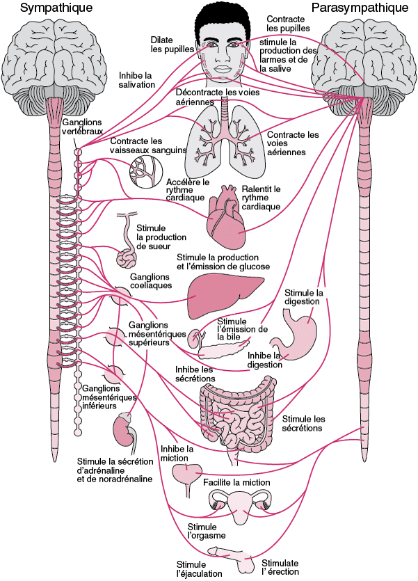Le système nerveux parasympathique
