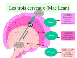 Les trois cerveaux (Mac Lean)