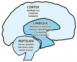 Parties du cerveau