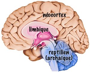 Parties du cerveau