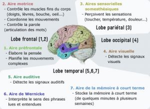 Différents lobes