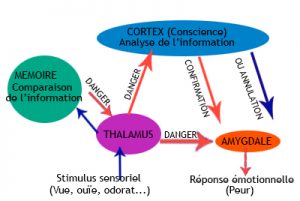 Mémoire, Cortex, Thalamus et Amygdale
